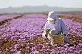 Saffron Farm, Torbat-e-Heydarieh, Razavi Khorasan, Iran