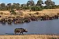 Buffalo Drinking