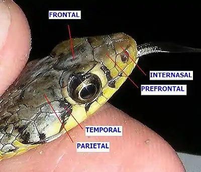 The head of a snake pinched between thumbs held up so to display the names and position of the head scales of one side.