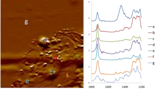 AFM-IR nanospectroscopy of a laser printer toner particle, showing spatially resolved chemical analysis. Toner particles are typically complex composites of various binders and transfer agents; these can be revealed by AFM-IR