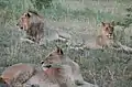 Lions