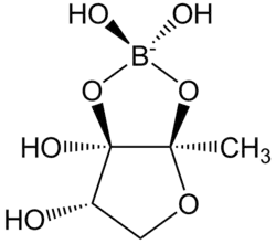 Autoinducer-2