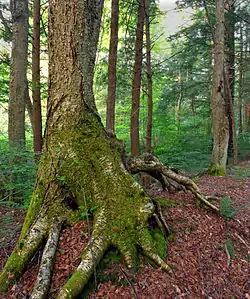 Old-growth birch within the Allegheny National Forest in the township