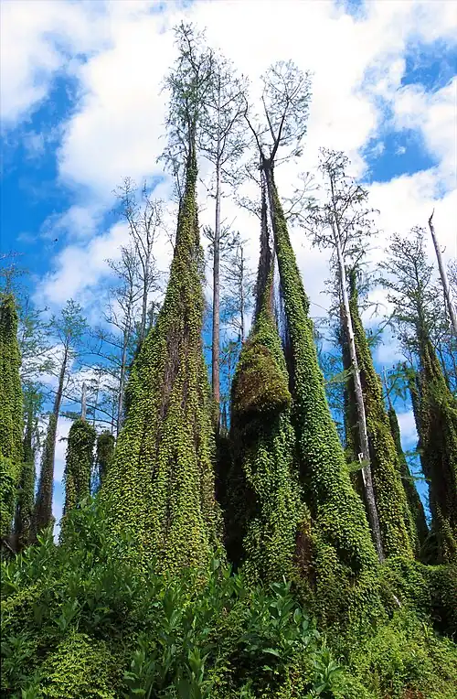 A color photograph of several large trees overtaken by old world climbing ferns all the way to the top