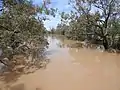 Bokhara River in flood, from the Goodooga Brenda Road bridge, west of the town (2021).