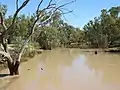 Moonie River in flood downstream (2021).