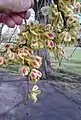 Samarae