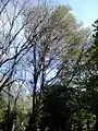 Olive green canopy, May