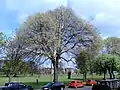 An unidentified U. × hollandica cultivar (not 'Vegeta') on Leith Links, Edinburgh (fruiting, April 2017)