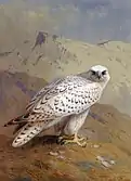 A Greenland or Gyr Falcon