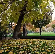 Mellat Park in autumn.