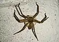 Female with egg sac, in India.