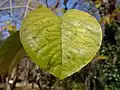 Leaf detail