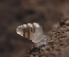 Image 7The microscopic cave snail Zospeum tholussum, found at depths of 743 to 1,392 m (2,438 to 4,567 ft) in the Lukina Jama–Trojama cave system of Croatia, is completely blind with a translucent shell (from Fauna)