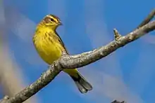 Palm warbler's breed in the Kickapoo Valley