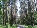 Path in Mežaparks forest park.