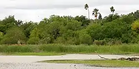 A resaca in Estero Llano Grande State Park