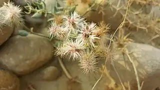 A thorny plant in Kirthar Mountain