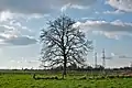 Lonely tree in Doel