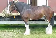 A reddish-brown horse with black mane and tail and all four legs having white markings from the feet to well above the knees is standing, tied, next to a bag of hay