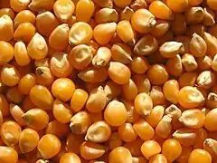 Maize kernels