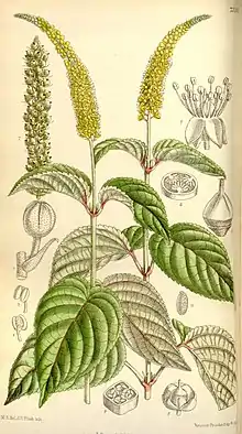 illustration of "Abatia angeliana"