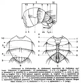 Abdomen of  Calliphora