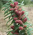 Pollen cones