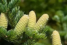 Immature cones of some species or races are green, not purple-bluish: for instance, Manchurian fir.