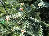 Abies pinsapo