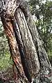 Shield tree, Bullawarring Track, Heathcote National Park