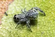 Abracadabrella elegans (Elegant Fly Mimic) from Townsville QLD an Australian Jumping Spider. Male, body length 3.8 mm