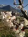 Apricots (Valais)