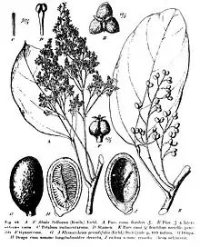 Abuta selloana. Certain species in the menispermaceous genus Abuta—particularly the Colombian species A. imene—have sometimes been used in the preparation of curare.