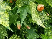 Abutilon mosaic virus