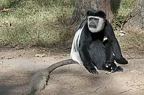 male C. g. guerezaAt the Amora Gedel Park in Awassa, Ethiopia