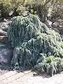 A. baileyana prostrate form in cultivation, Illawarra Grevillea Park, Bulli, NSW