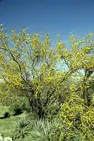 Vachellia constricta tree.