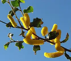 Sandpaper Wattle (Acacia denticulosa)