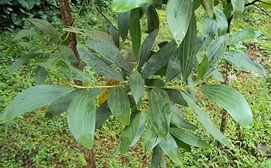 Acacia mangium