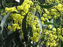 Closeup of pendulous green phyllodes (leaves) and yellow globular flower heads