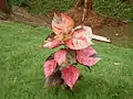 Acalypha wilkesiana at Courtallam