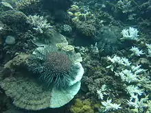 Image 27Crown-of-thorns starfish and eaten coral off the coast of Cooktown, Queensland (from Environmental threats to the Great Barrier Reef)