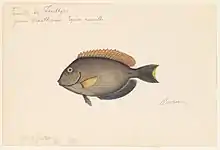 Watercolor of an Acanthurus.