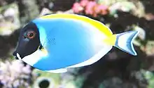 Powderblue surgeonfish, Acanthurus leucosternon