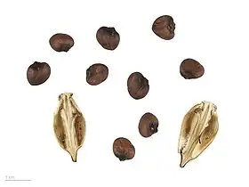 Fruit and seeds