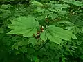 Vine maple