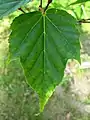 Acer morrisonense leaf. Ventnor Botanic Garden