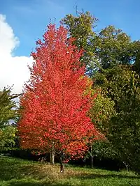 Acer rubrum