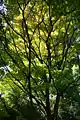 Cultivar 'Aureum', in Arboretum Robert Lenoir Rendeux (Belgium)